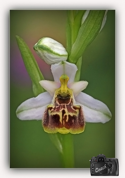 _Ophrys fuciflora_????